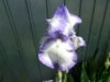 iris blue shimmer.jpg
