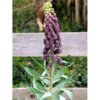 Fritillaria_persica-500x500.jpg