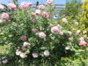 Cottage Rose (5).JPG