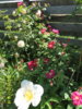 Rosa galica Splendens (6).JPG