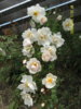 Rosa pimpinellifolia Juhannusruusu (1).JPG