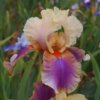 bulbi-iris-germanica-colette-thurillet.jpg