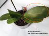 arsura solara pe frunza superioara la orhidee.jpg