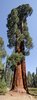 3. sequoia.jpg