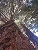 9. sequoia.jpg